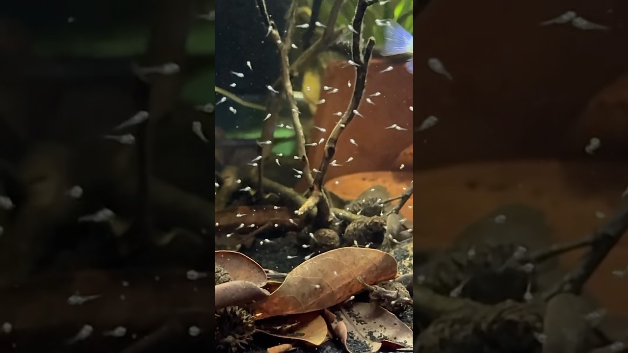 This is how I feed my newborn Ram fry! #ram #dwarfcichlid #fishbreeding