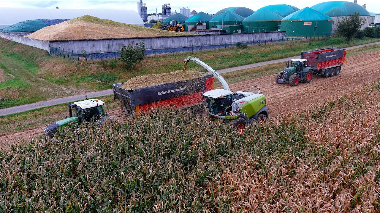 Mais 2024  : LU Steyns | 3x Fendt 942 | Claas Jaguar 970 | maisernte | mais harvest | Schuitemaker