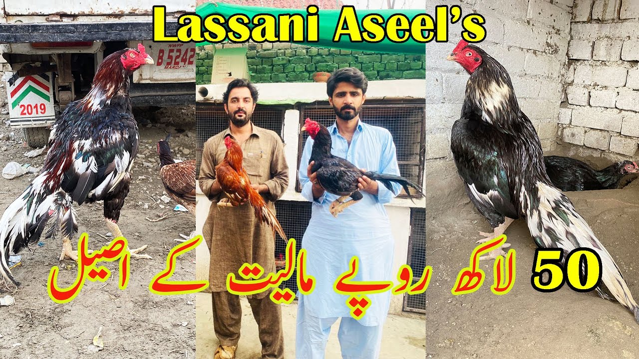 Lassani Aseel farm Peshawar | A visit to peshawar Vlog | Lakho rupay k aseel murghay