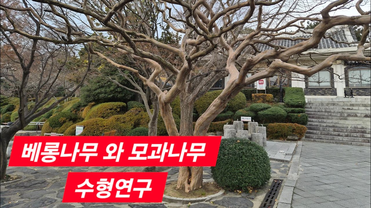 모과나무 와 베롱나무 수형연구 