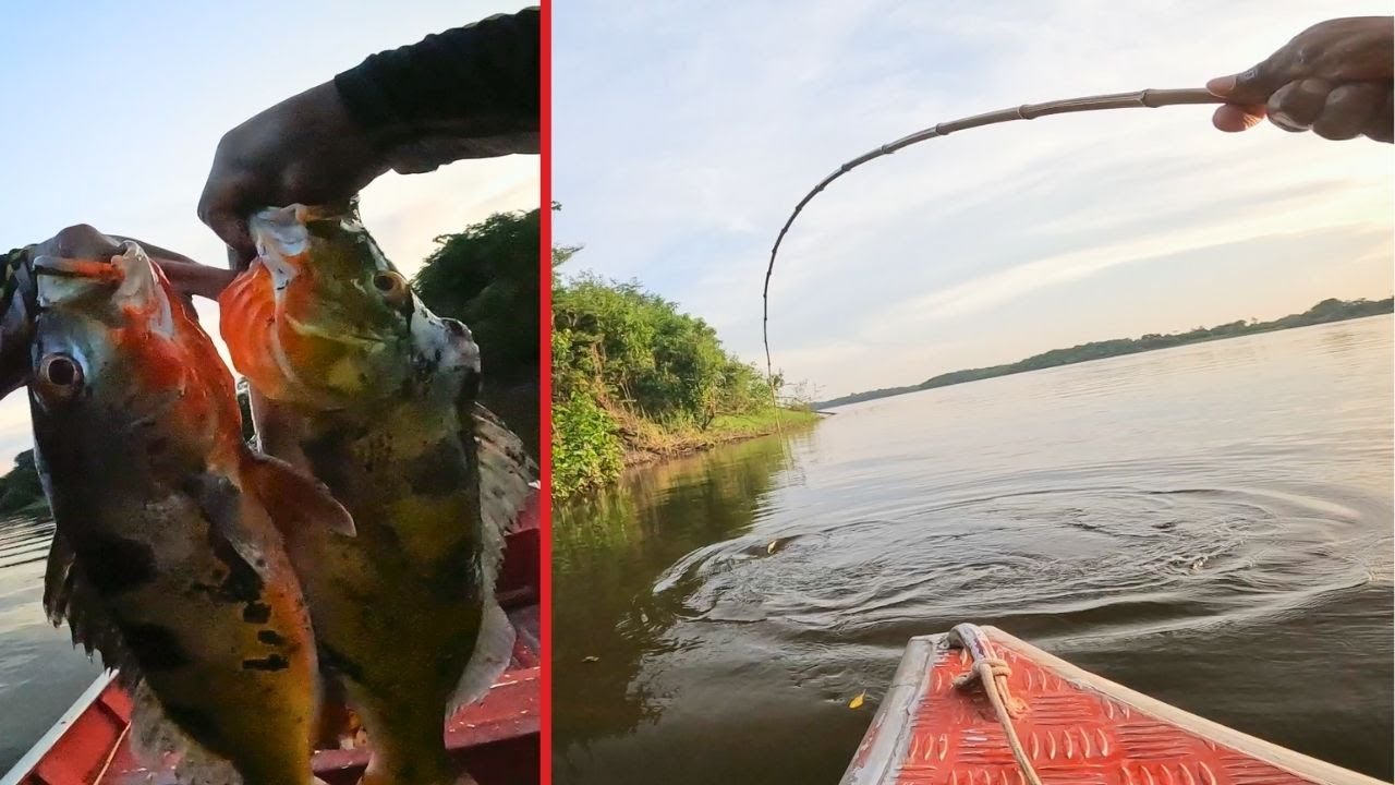 Nesse local, essa isca é fatal! Pescando nos troncos de árvores com varinha de bambu