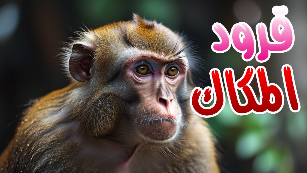 وثائقي | قرود الجبال الصفراء : رحلة إلى عالم المكاك التبتي في الصين