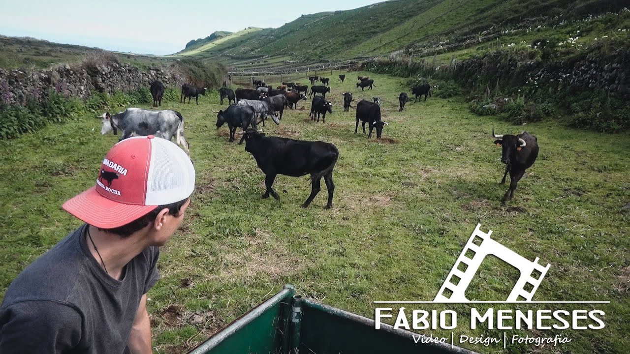 DAR DE COMER ÁS VACAS BRAVAS | Ganadaria MR 2020