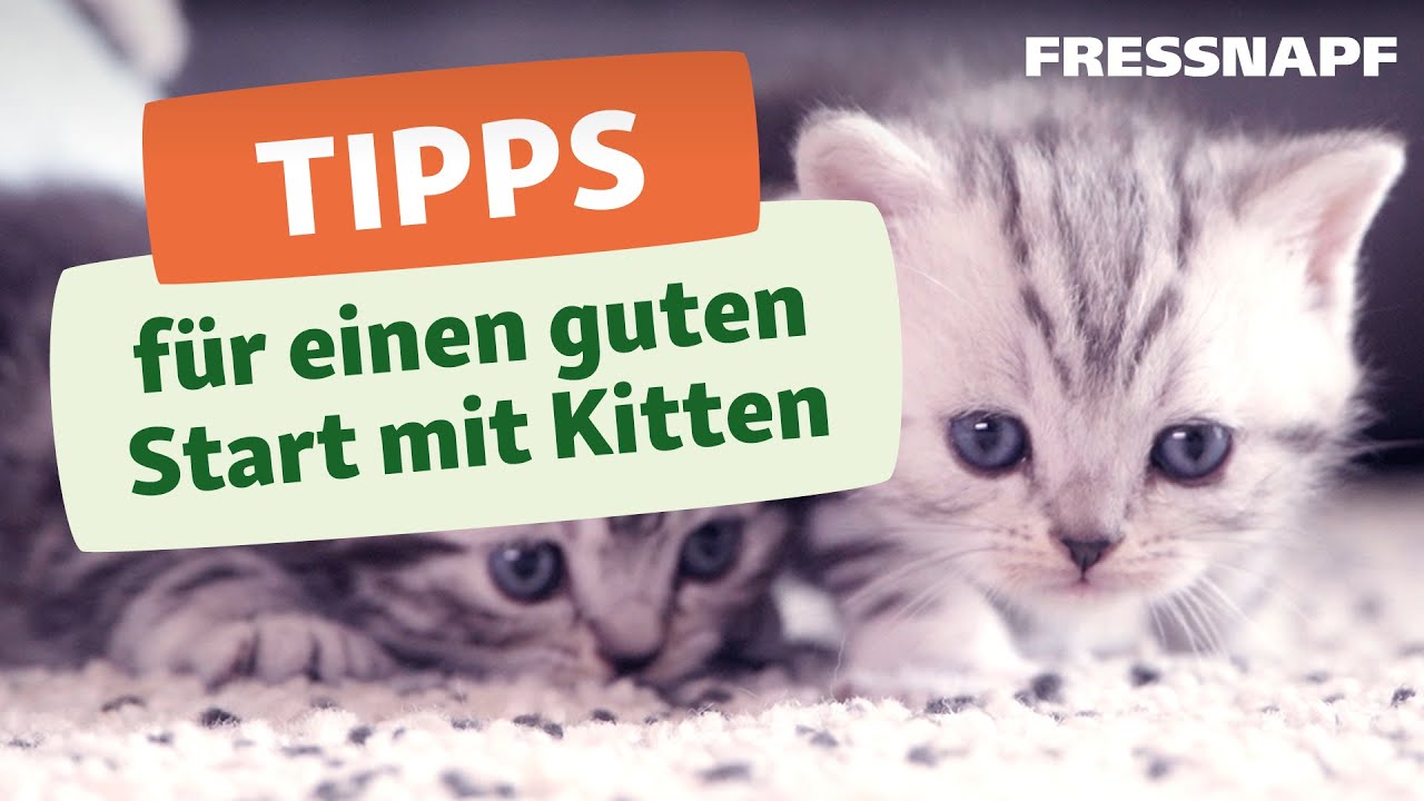 Das brauchst du f&uuml;r ein Kitten: Unsere Tipps f&uuml;r die Kitten-Erstausstattung