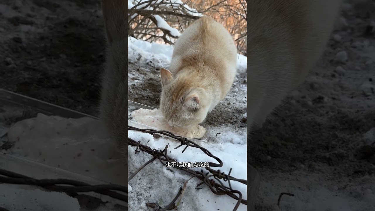 Even if questioned, I will not give up these little lives.