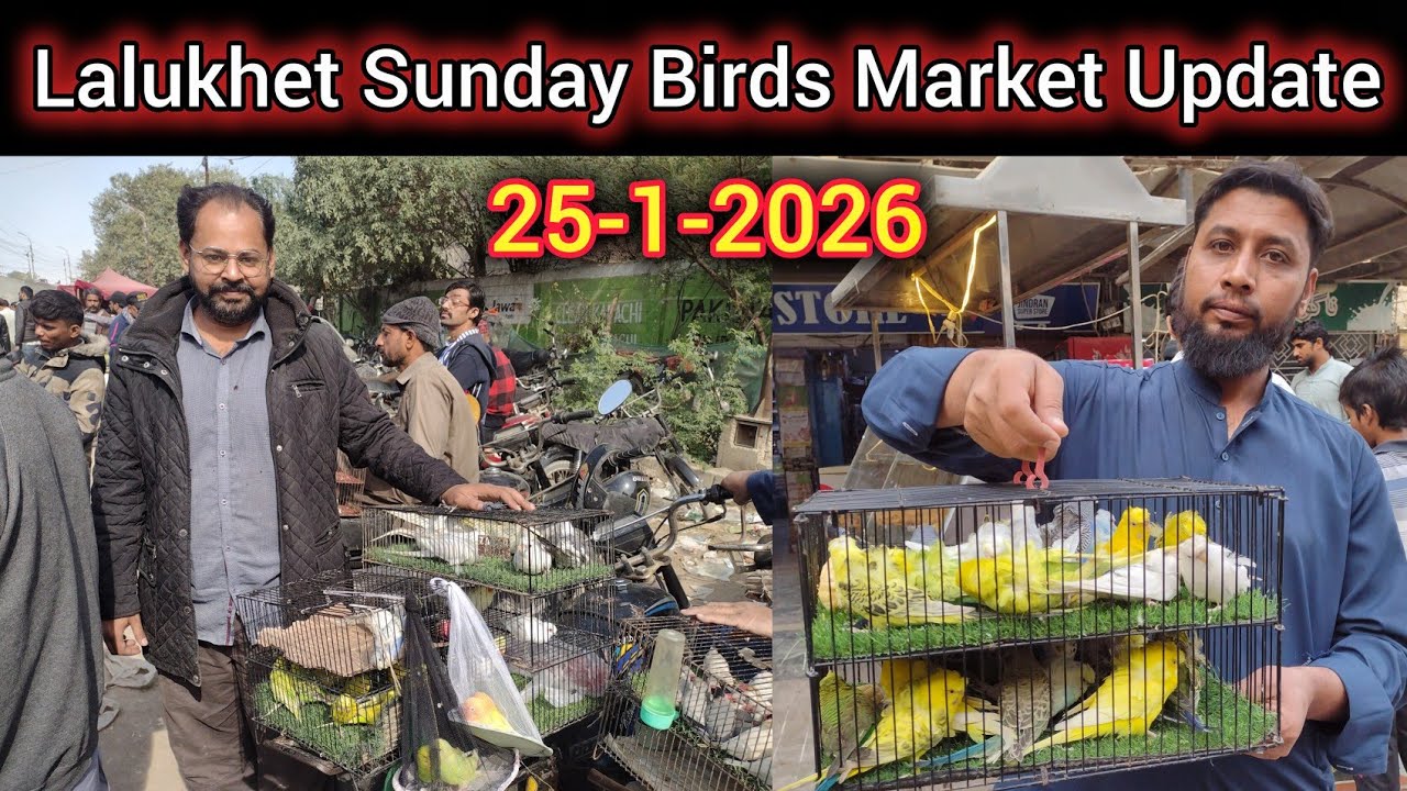 Sunday Birds Market Lalukhet Latest Update Part-2 26-1-2026 | world biggest birds market update