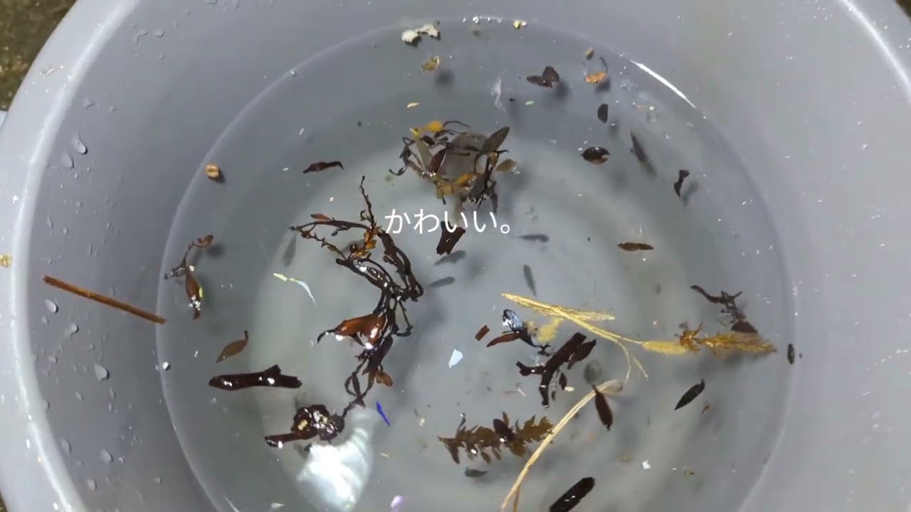 今年もシーズン最終盤11月の漁港に死滅回遊魚採集に行ってみた。