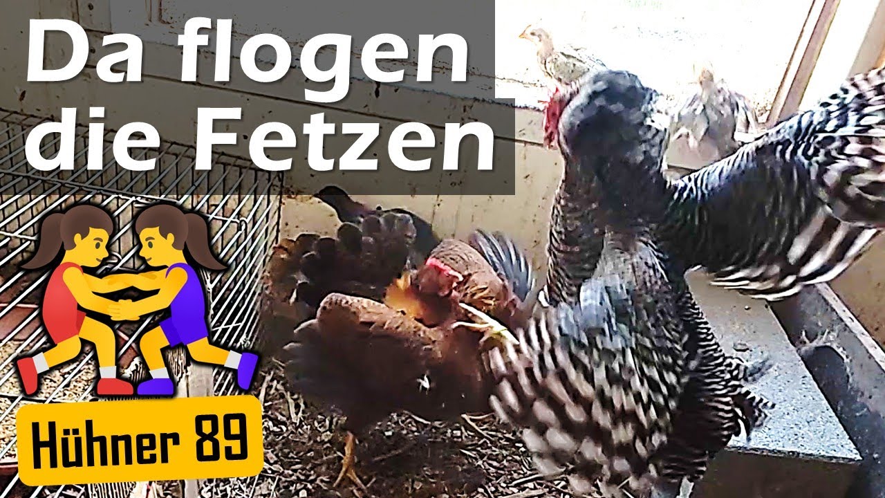 Vergesellschaftung von #Küken & #Glucke mit anderen Hühnern - #Hühner 89