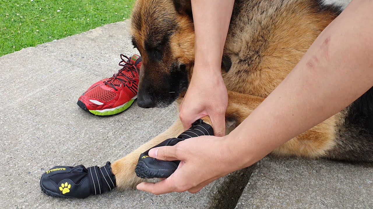 Review: MOKCCI Truelove Dog Boots