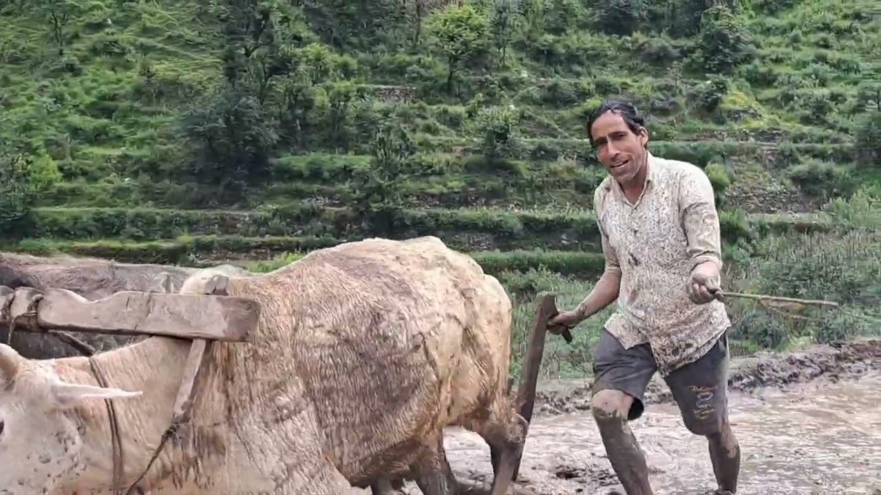 मिश्रित खेती रोपणी #