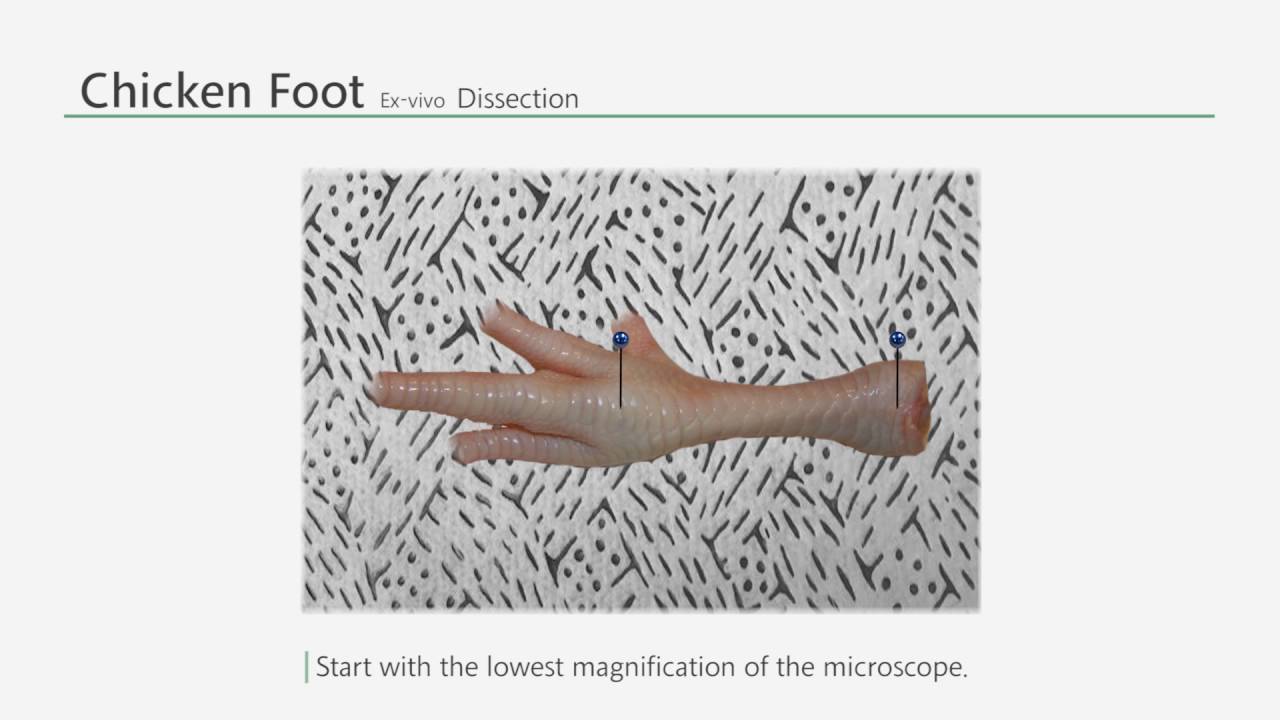 삼성서울병원 Basic training on microsurgery[Micro]