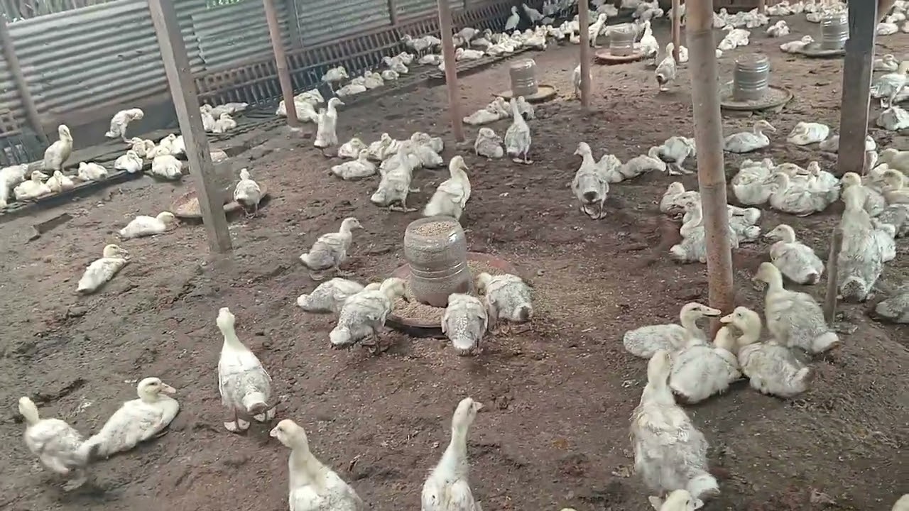 MASA KRITIS MENJELANG PANEN! PERAWATAN BEBEK HARI KE-29 