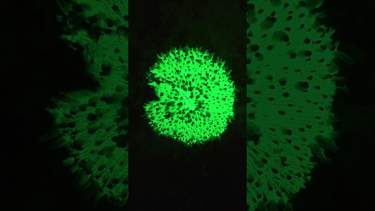 #신비한 형광 산호초 #Coral Glowing Fluorescence Green 4K