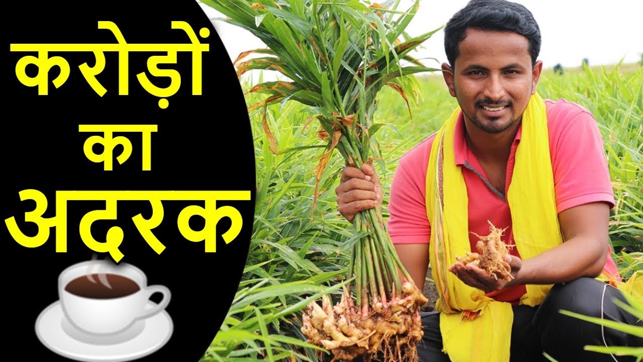 करोड़ों की अदरक खेती | Biggest Ginger Farming in India | AgriBusiness Success Story | Indian Farmer