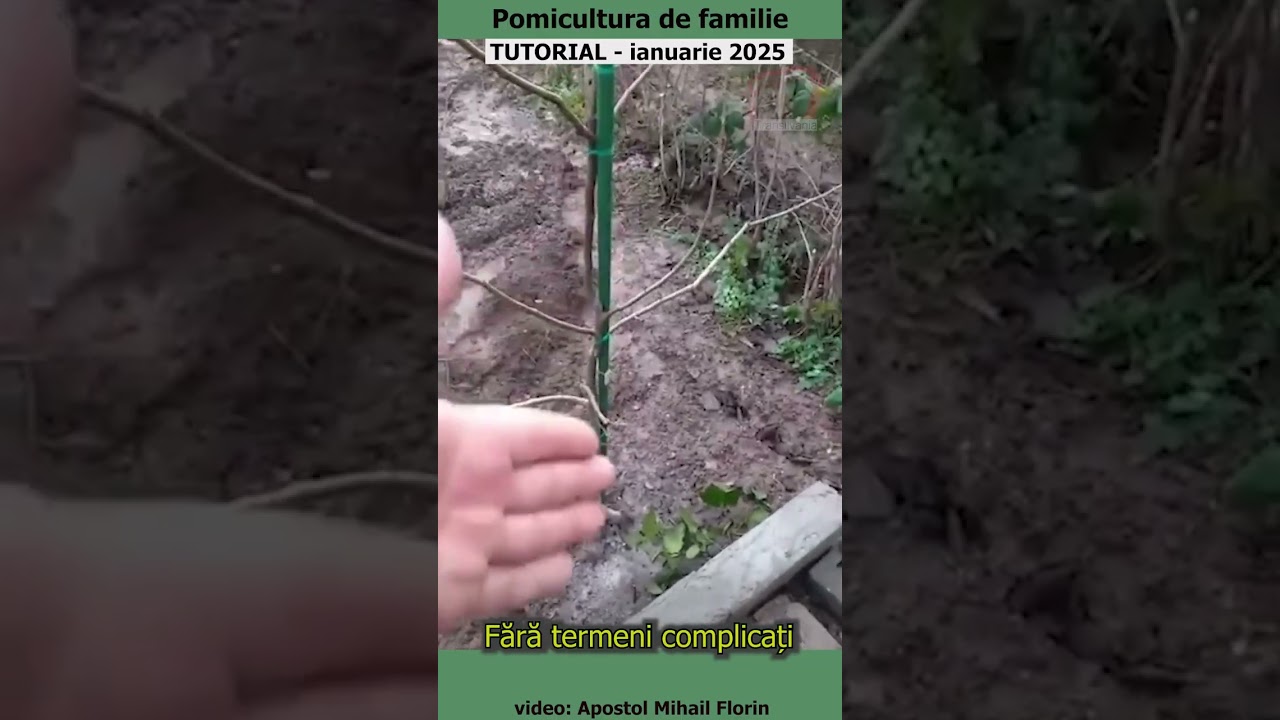 Pomicultura de familie - Fără termeni complicați