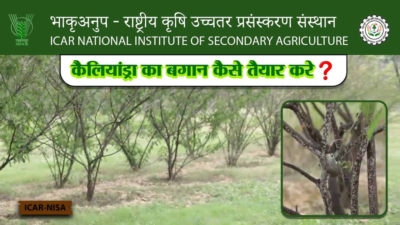 कैलियांड्रा का बगान कैसे तैयार करे ? | ICAR-NISA ||