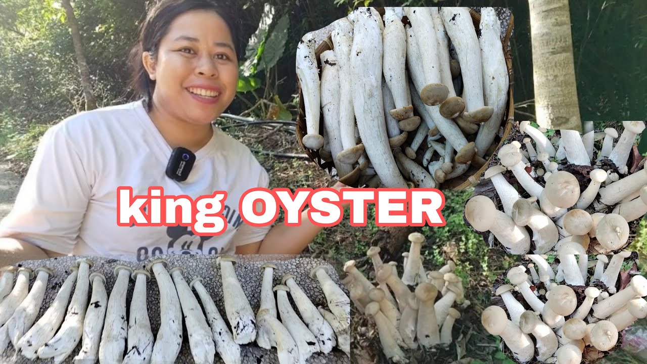 PANEN JAMUR KING OYSTER PERDANA TAHUN INI DI TAIWAN
