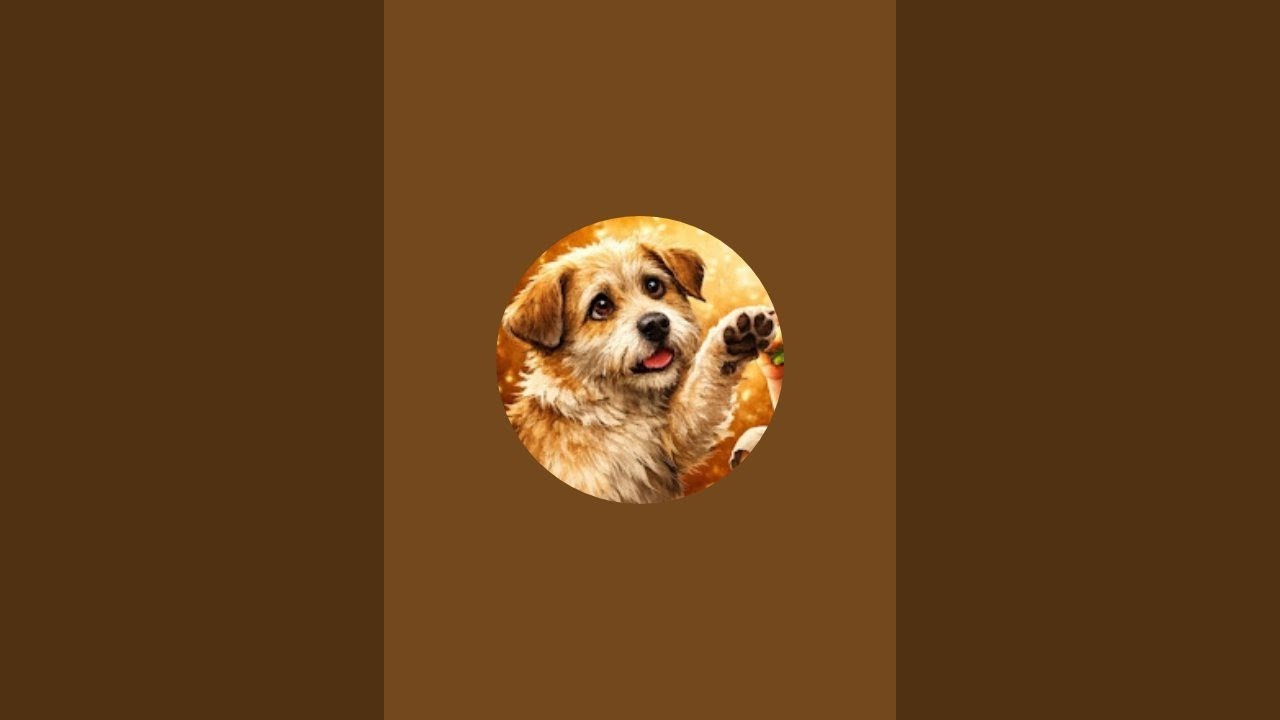 🐕pet house is live