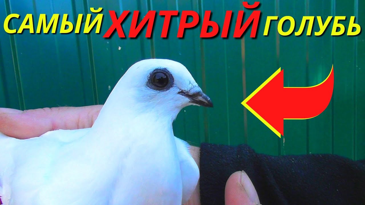 А у вас были такие ХИТРЫЕ ГОЛУБИ❓🦊 / pigeon pigeons