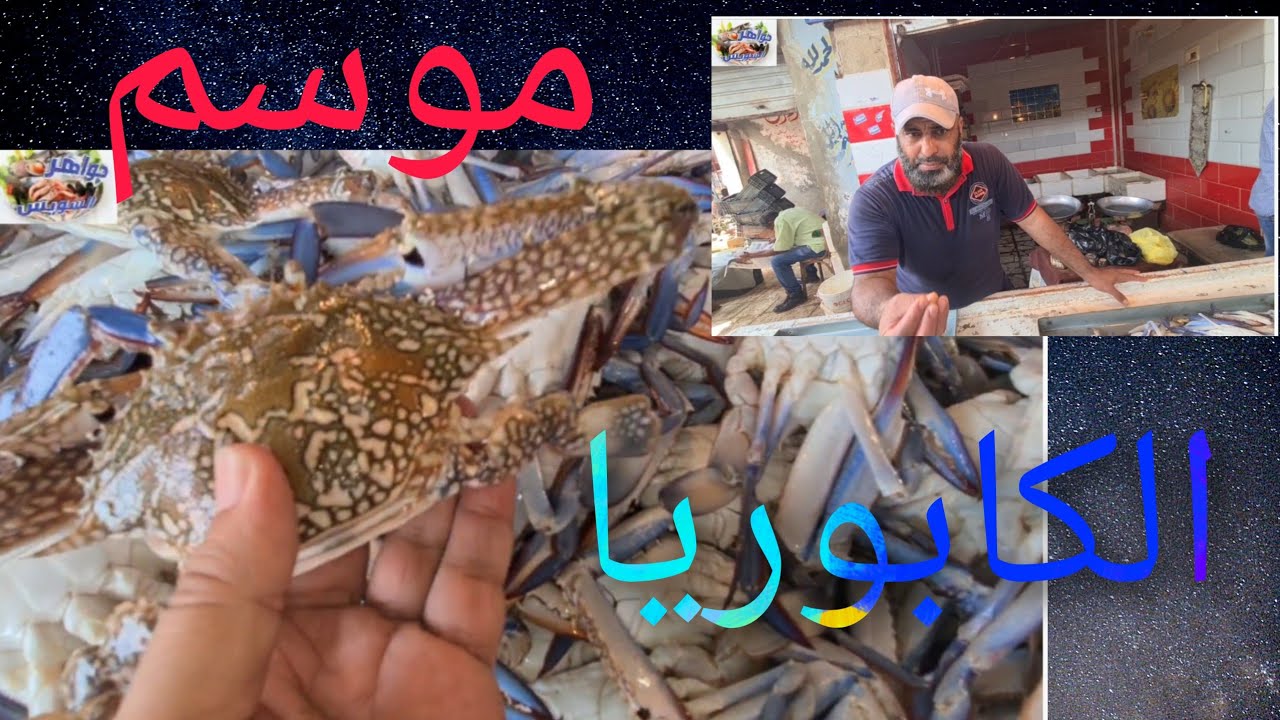 مع موسم الصيد  بشاير الكابوريا وأحجامها الكبيرة وبداية نزول الأسعار في الأنصاري.
