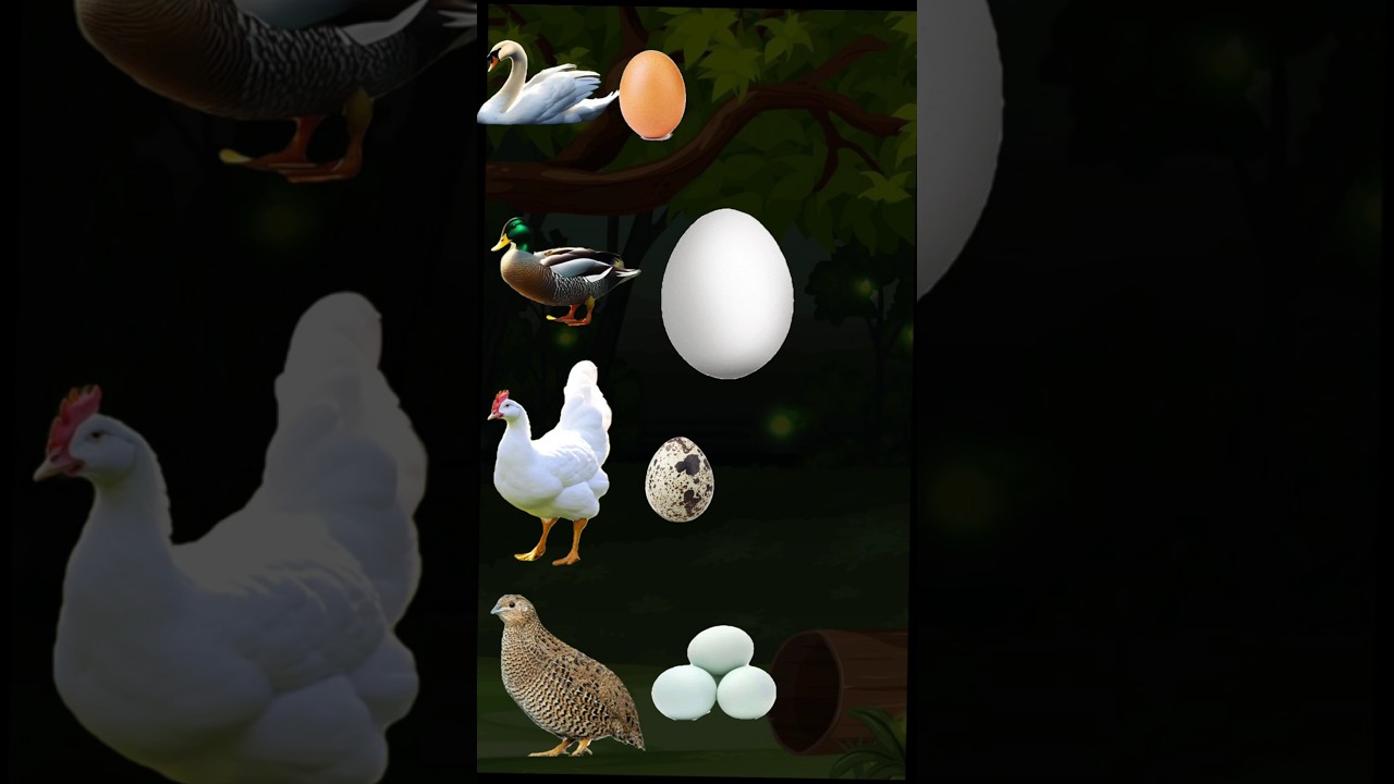 MENCARI TELUR ANGSA‼️