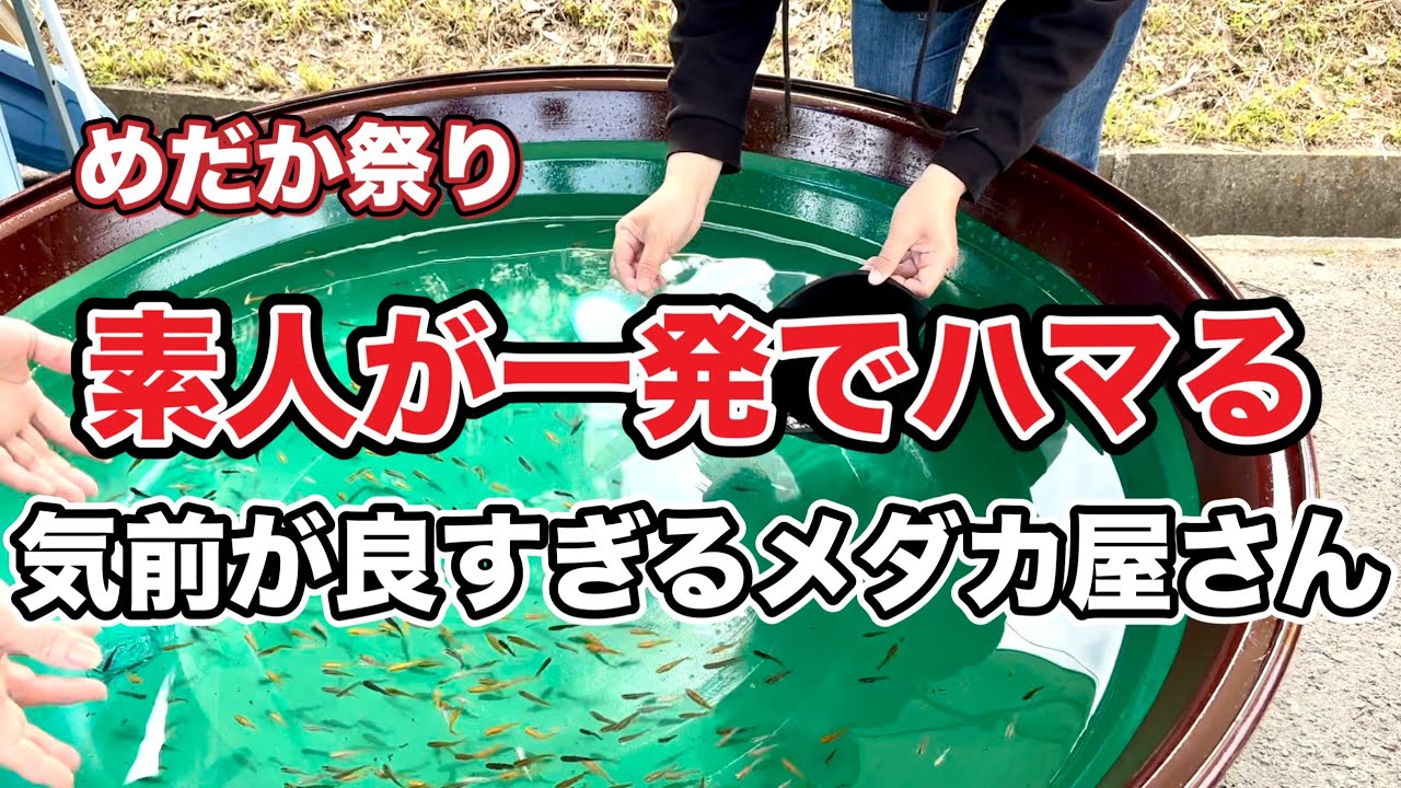 【めだか祭り】素人が一発でハマる！気前が良すぎるメダカ屋さん
