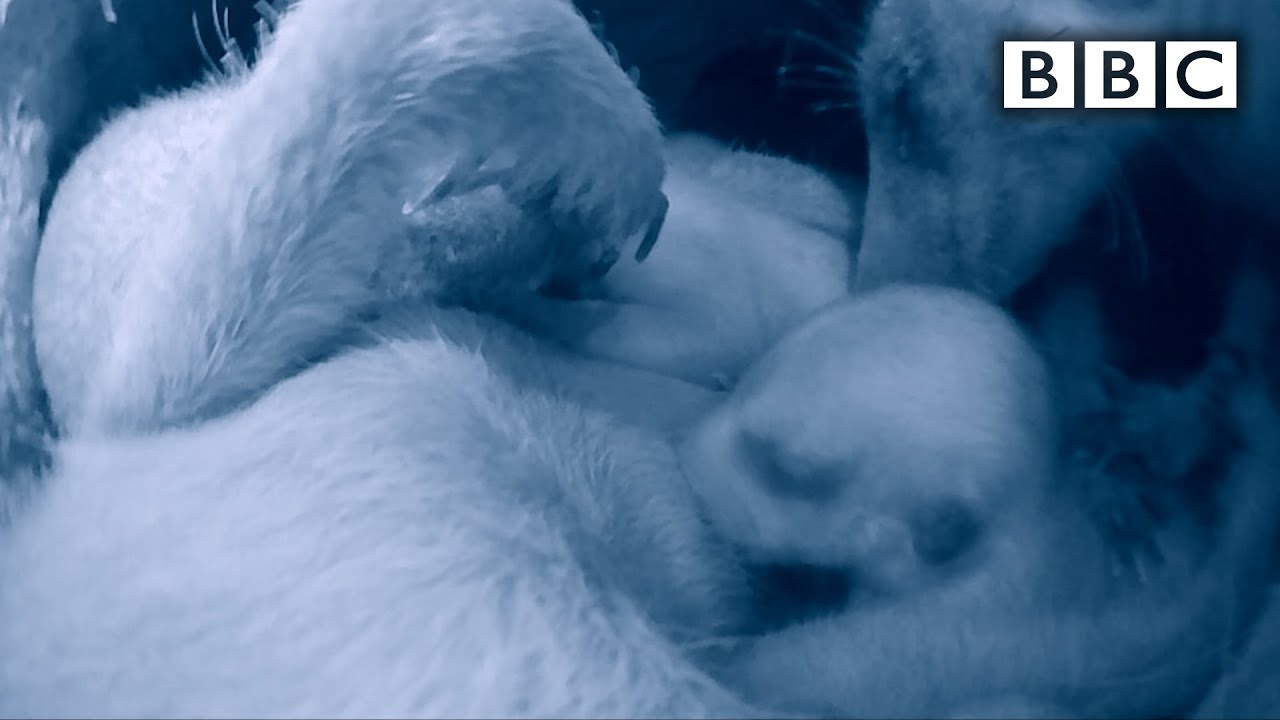 Extraordinary footage of baby meerkats | Animals With Cameras - BBC