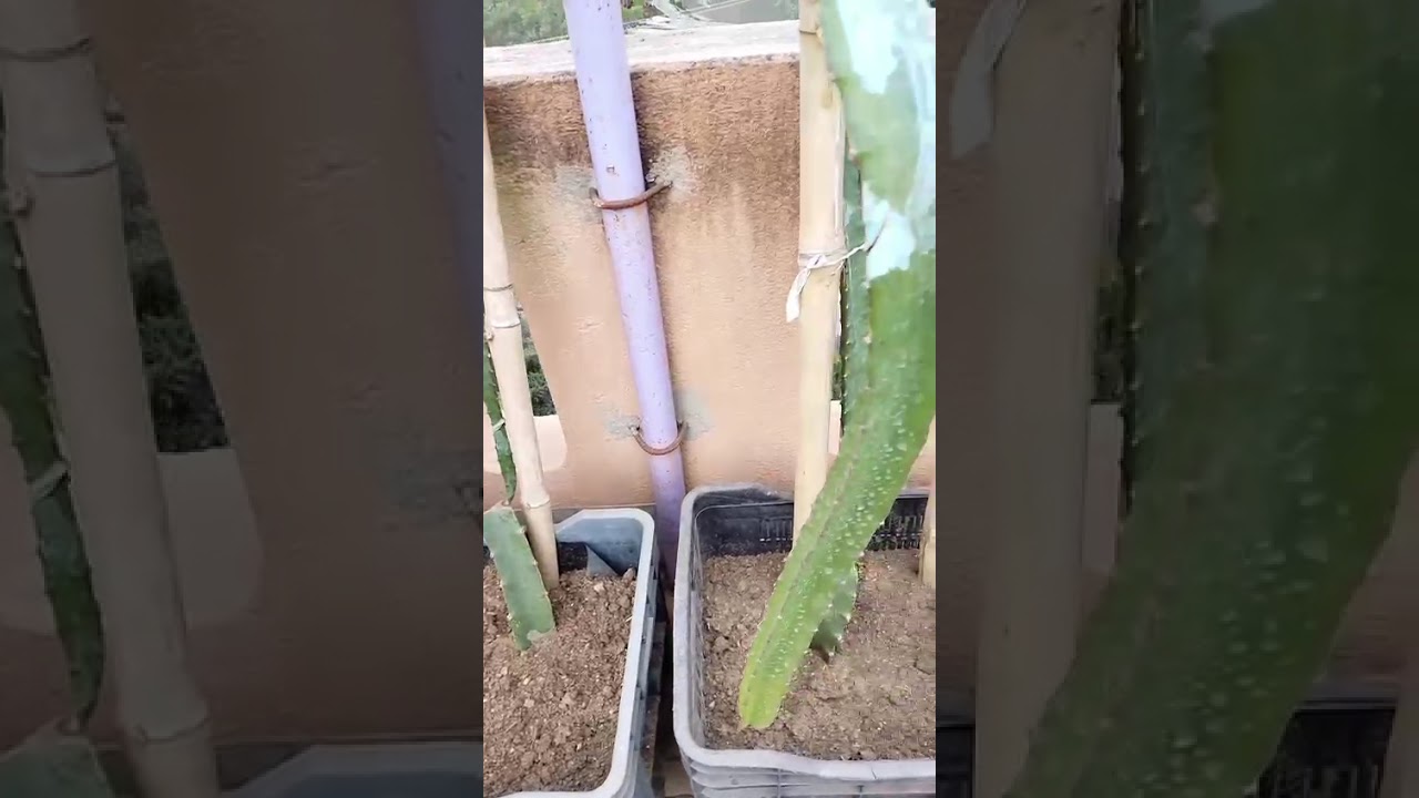 নতুন ড্রাগন বাগানি দের জন্য ড্রাগন গাছ সম্পর্কিত গুরুত্বপূর্ণ বেশ কিছু টিপস