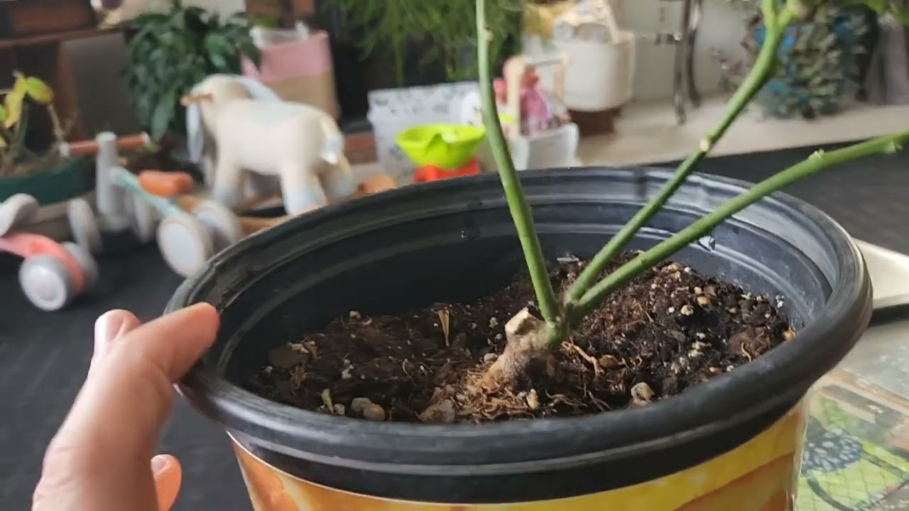 Pruning My Orange and Lemon Bonsai Trees - Feb 2023