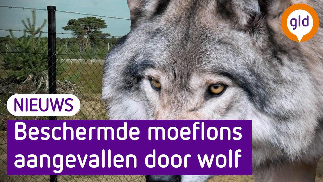 WOLF valt BESCHERMDE MOEFLONS AAN