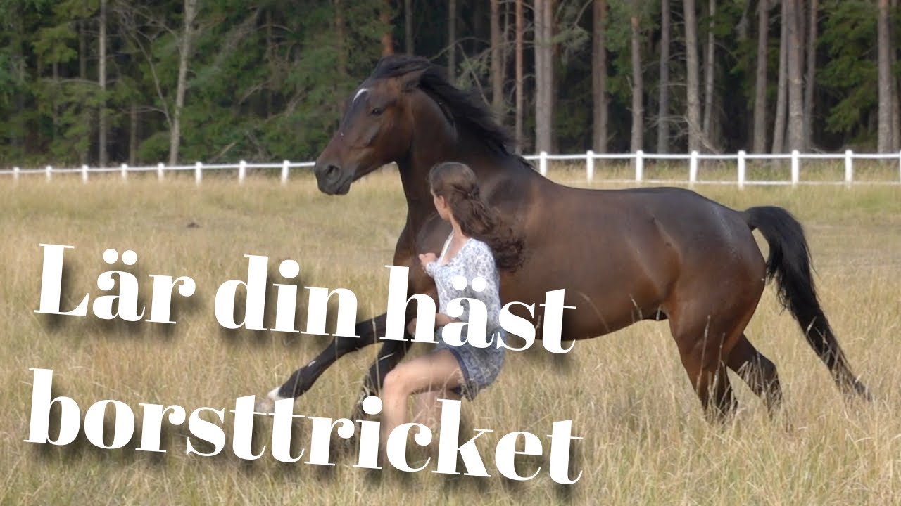 Lär din häst ta upp ryktborstar