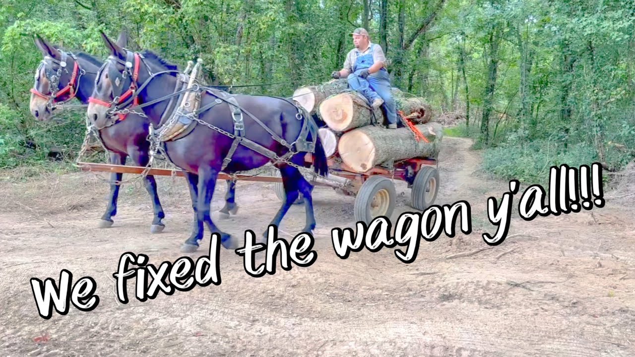 A beautiful day to spend with my mules in the woods!! ❤️ #137