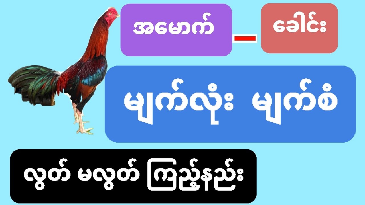 ​@#ကြက်တွေနဲ့ အမောက် ခေါင်း နှင့် မျက်စိ မျက်စံ လွတ်မလွတ်ကြည့်နည်း ဗဟုသုတအနေဖြင့်#