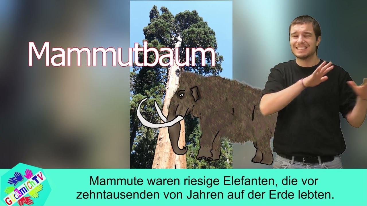 GuckmichTV - Warum werden Mammutbäune so groß und alt?