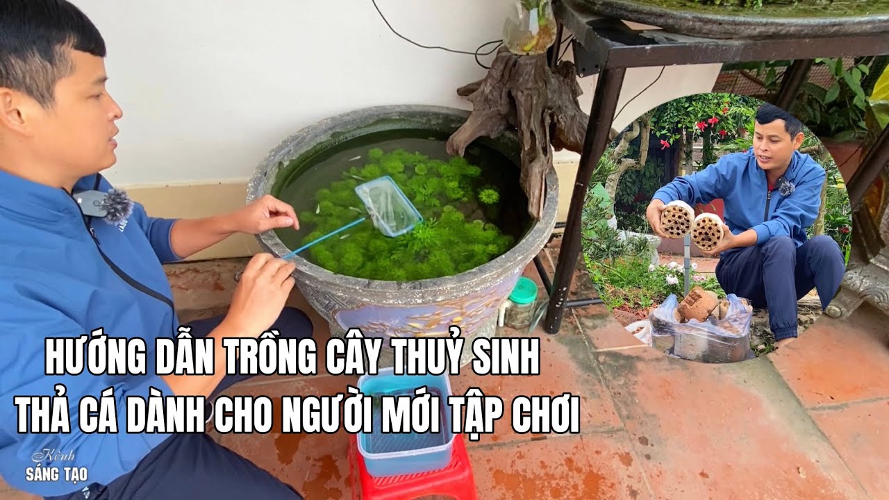 Trồng cây thuỷ sinh và thả cá vào chậu cảnh nền xỉ than tổ ong dành cho người tập chơi
