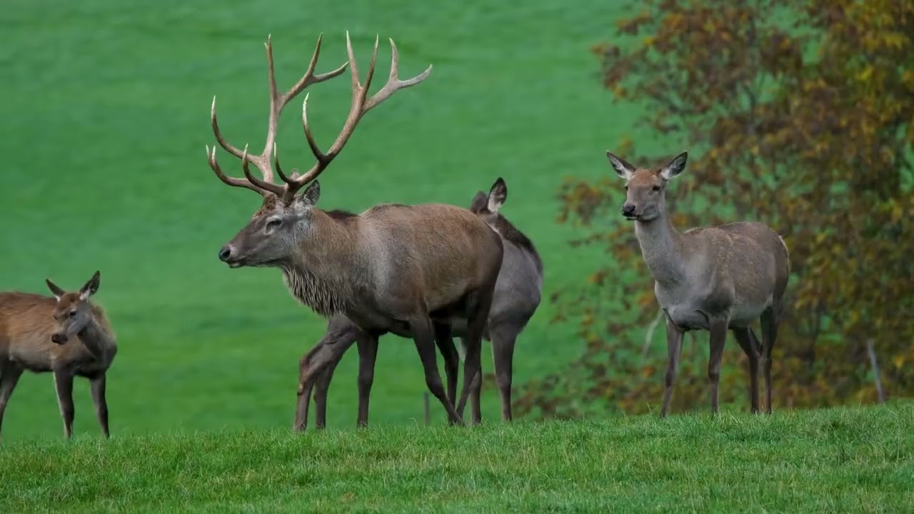 #Ciervos en su h&aacute;bitat 🦌 #M&uacute;sica relajante para #estudiar, dormir o concentrarse