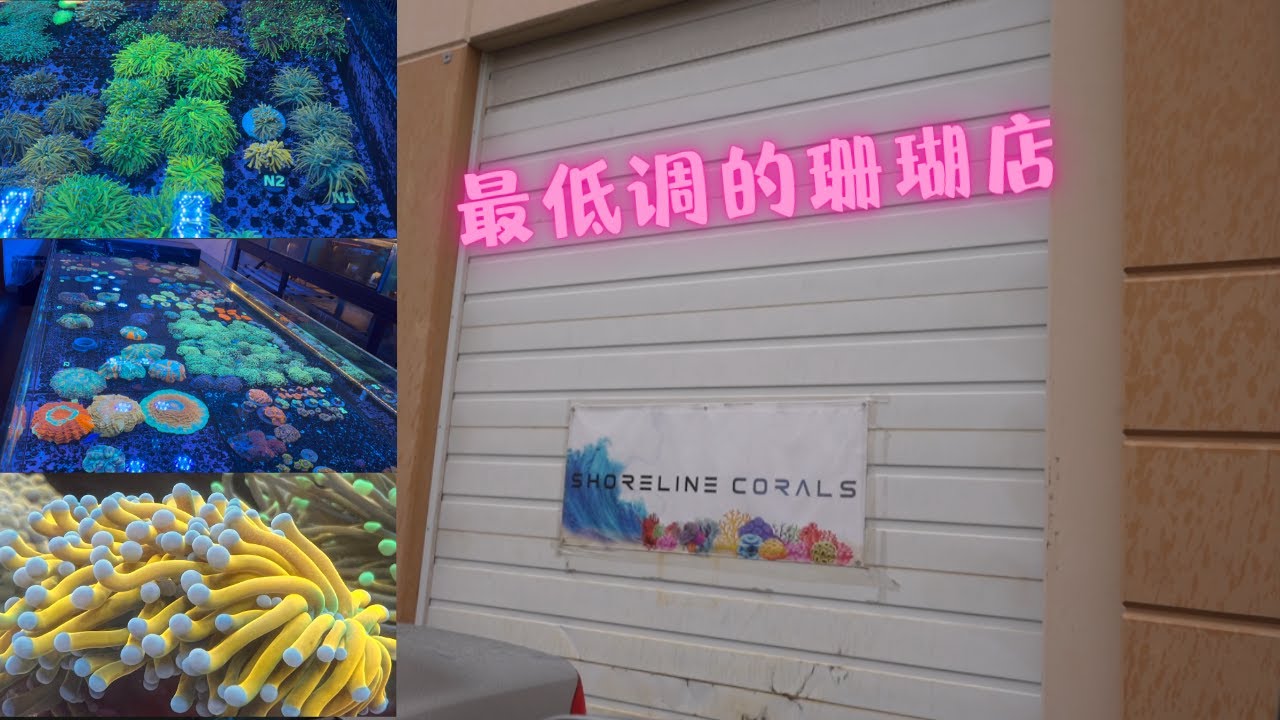 不要被一个珊瑚店的外表给欺骗了！