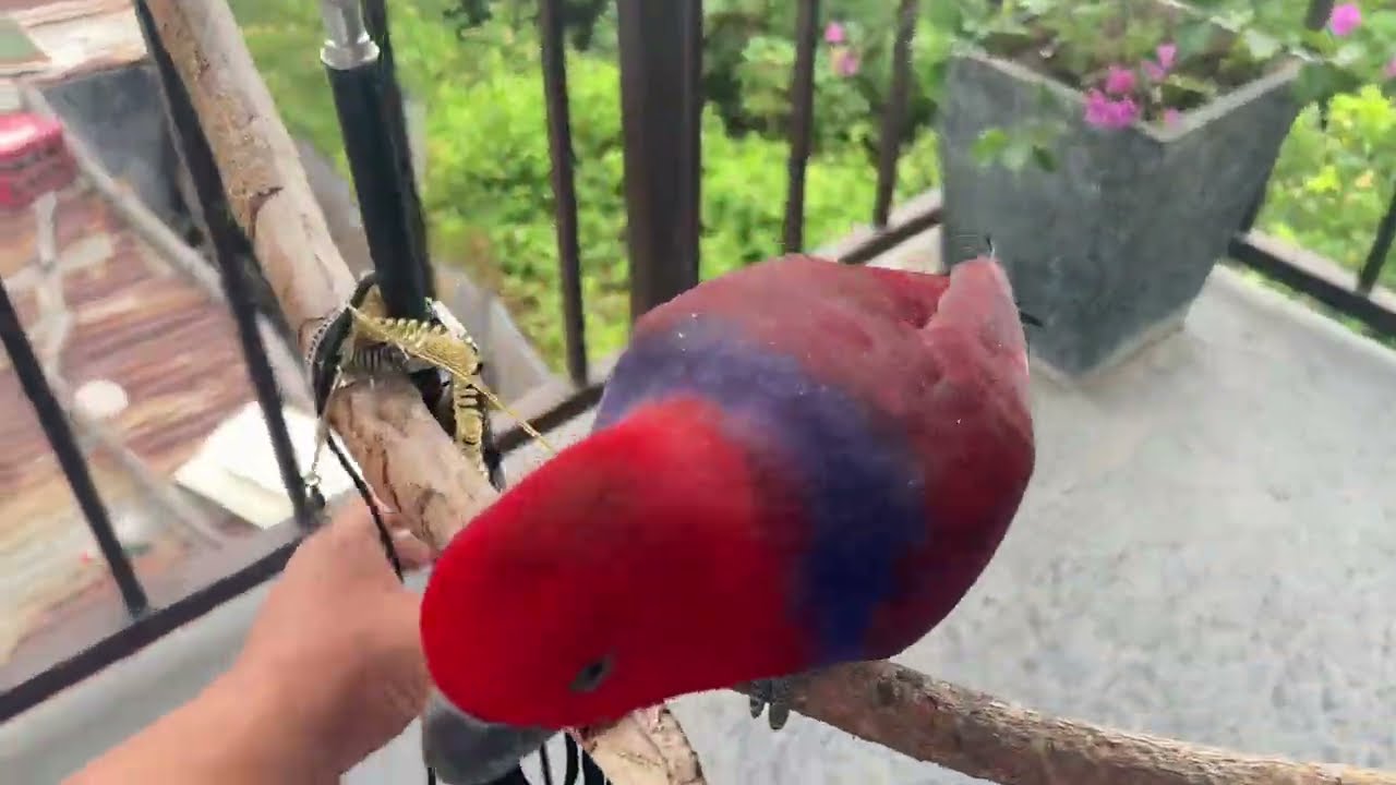 Viewing muna natin ang mga Eclectus Parrot Freeflight