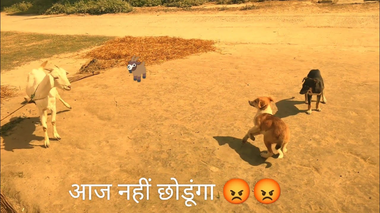 Aaj Ho Gayi Ladai in 3 Non Mein😡🤣🦮🐐