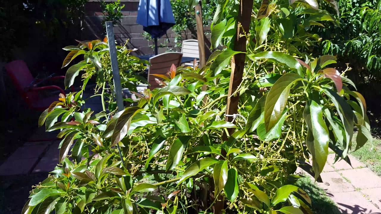 Reed, Jan Boyce, and Kona Sharwill Avocado Trees