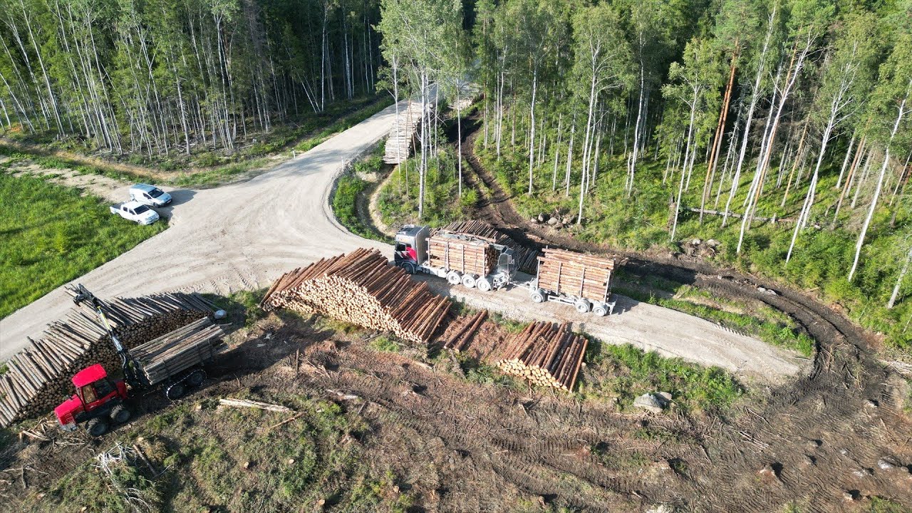 Pine logs loading and hauling.  Timbertrucker's regular day.