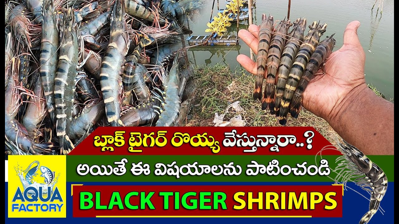 Black Tiger Shrimp Farming | SPF Monodon Black Tiger Seed | Mono Black Tiger Culture | Aqua Factory