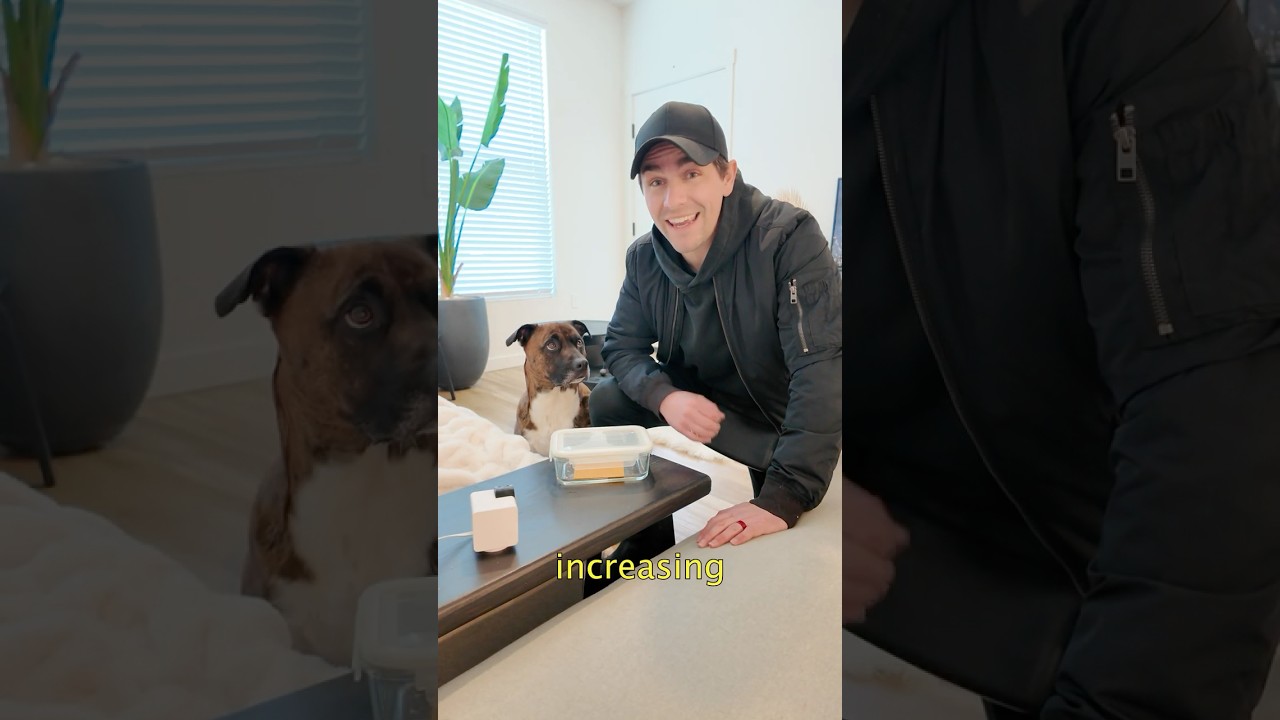 How to Teach Your Dog to Stop Stealing Things Off the Counter. 