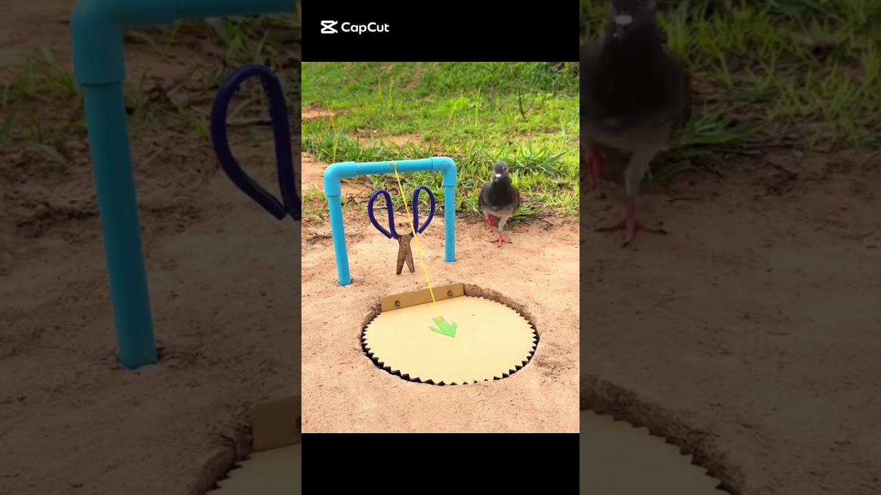 Birds trapping  #birds #wildliferescue #animaltrap #birdtrap #wildlife #attractbirds #birdwatching
