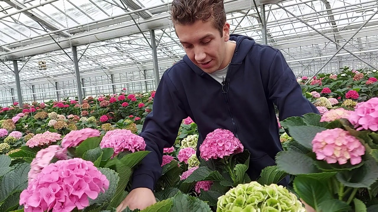 Test results HBA pinching trial 2020