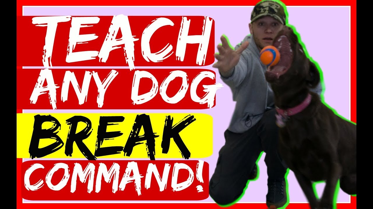 How to teach your dog to break during training - Using the Break Command for Dog Training