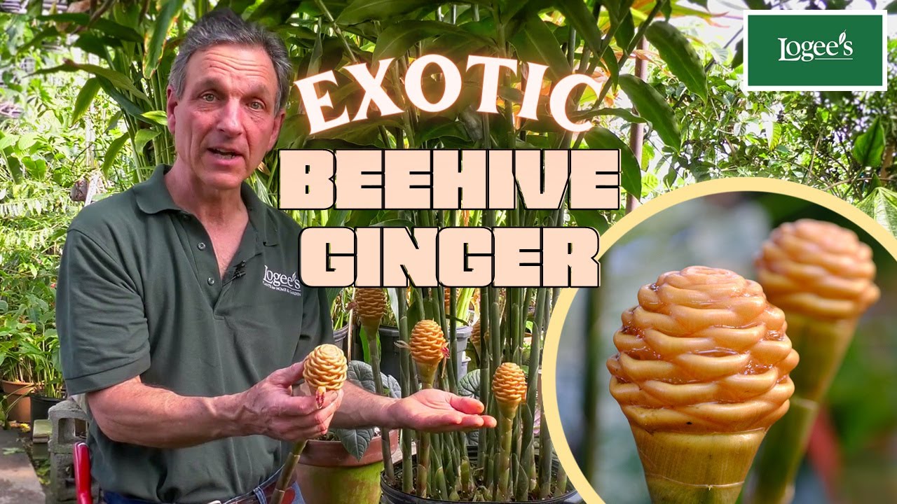 Экзотическое растение имбирь «Улей»