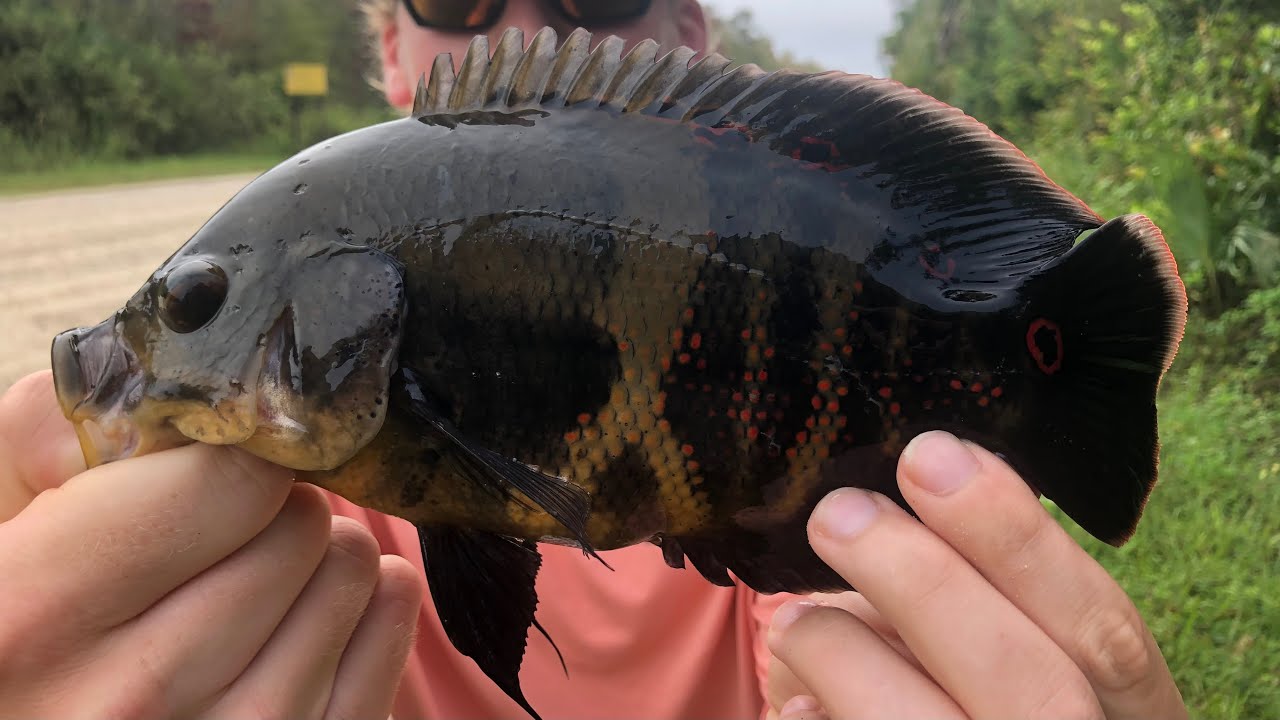 South Florida Canal Fishing for TONS of Crazy Fish