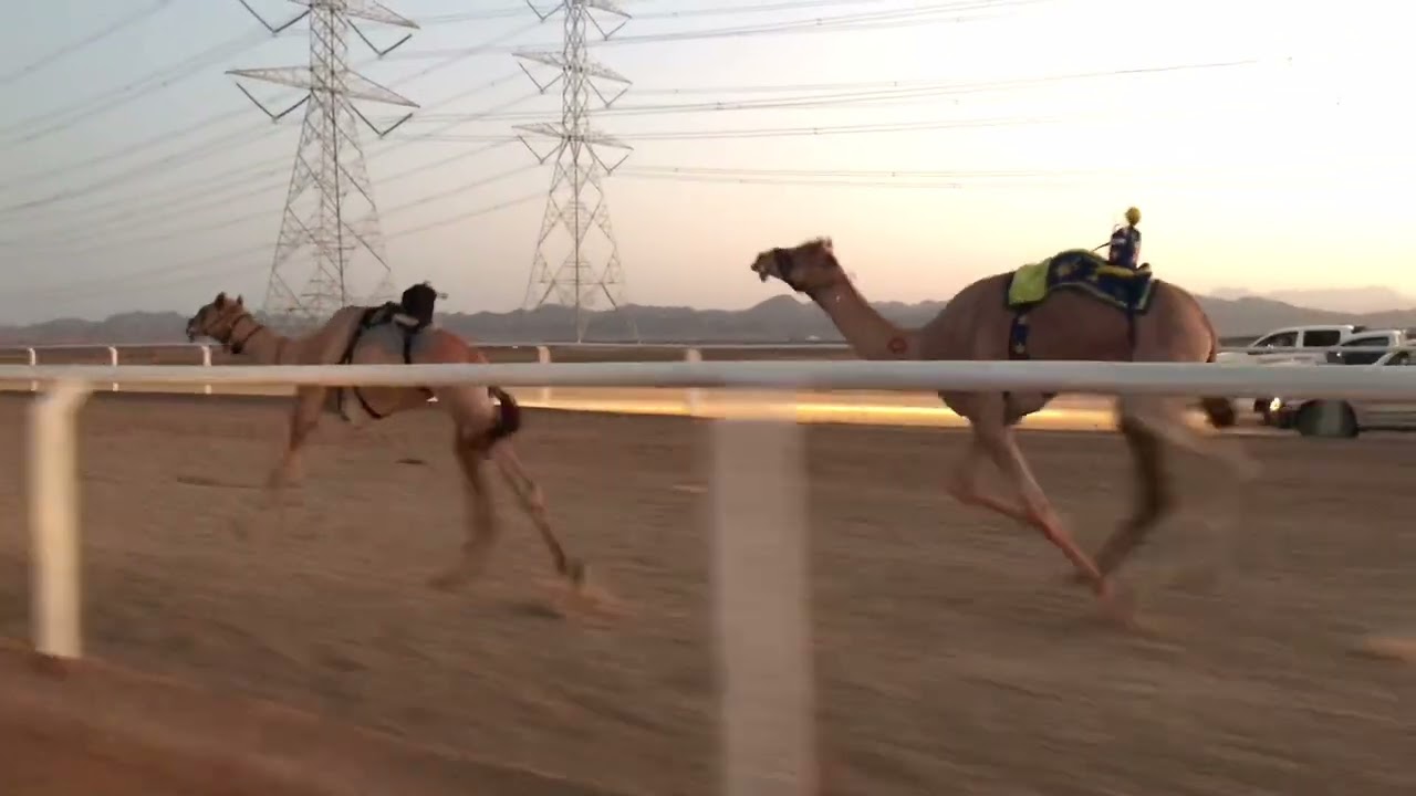 الشوط الرئيسي للجذاع مكس- الحكم لابناء حمود بن سالم الحويطي