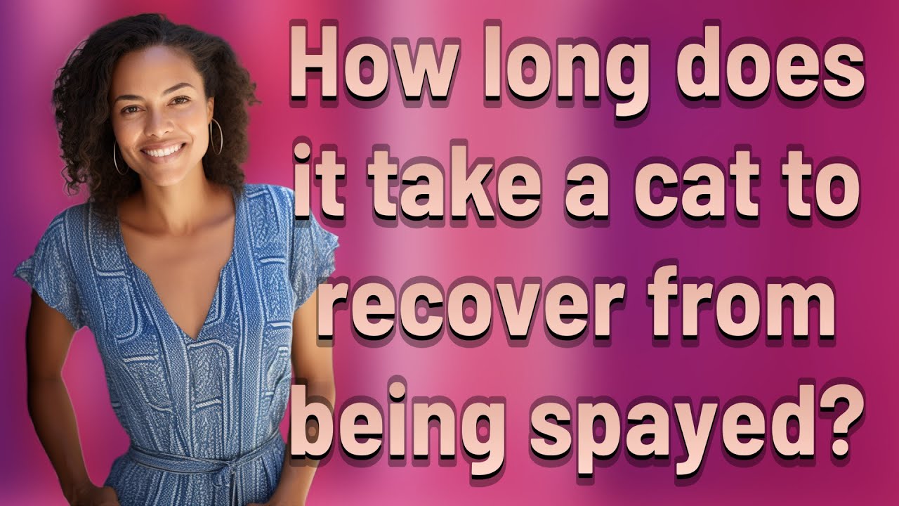 How long does it take a cat to recover from being spayed?